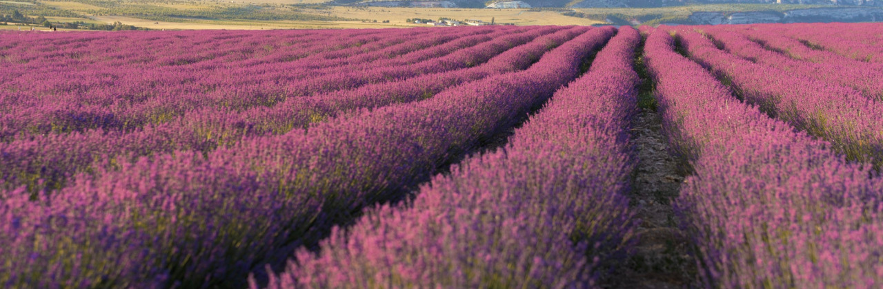 A field of lavendar