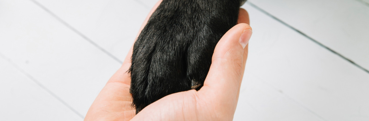 A human hand shaking a dog paw