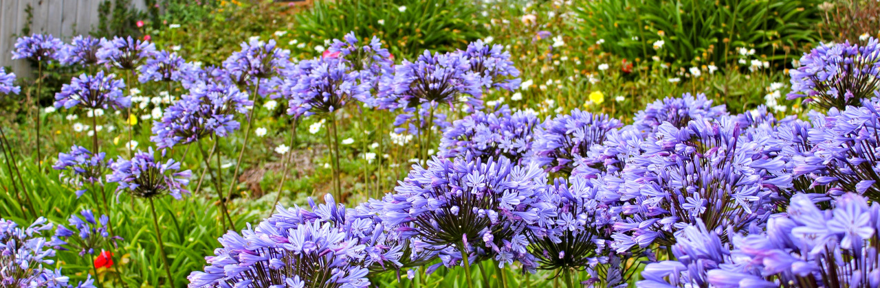 Photos of some flowers in a natural burial ground.