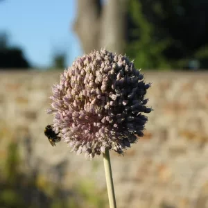 A purple allium with a bee on it