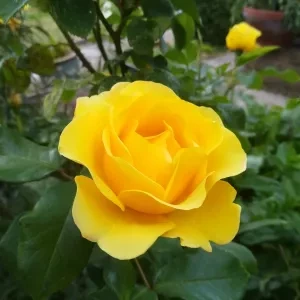 A yellow rose in a garden